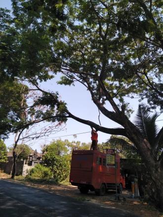 Dirasa Membayakan Pengguna Jalan BNPB Kabupaten Tebang Pohon Trembesi